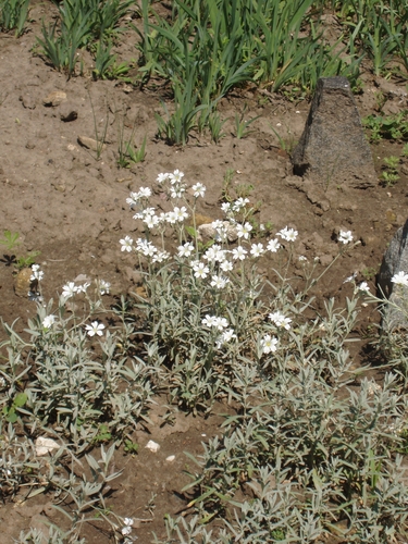 Boreal chickweed (Cerastium biebersteinii)