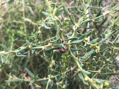 Sclerolaena muricata