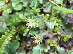 Marchantia foliacea