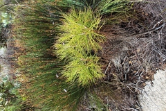 Euryops speciosissimus
