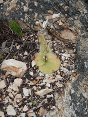 Holothrix schlechteriana