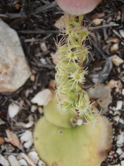 Holothrix schlechteriana