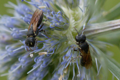 Hylaeus