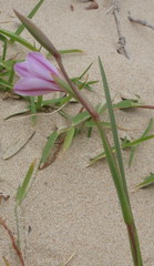 Gladiolus gueinzii