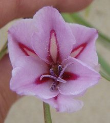 Gladiolus gueinzii