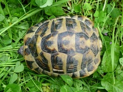Testudo hermanni boettgeri