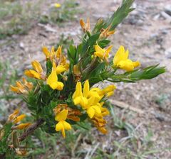Genista berberidea