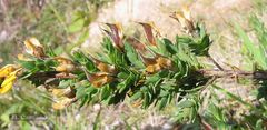 Genista berberidea