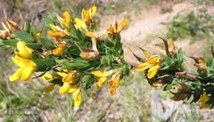 Genista berberidea