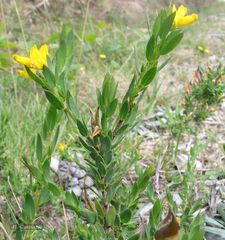 Genista berberidea