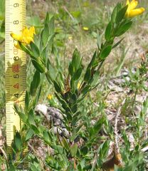 Genista berberidea