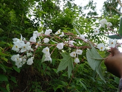 Begonia biserrata