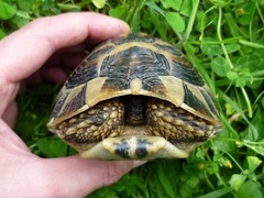 Testudo hermanni boettgeri