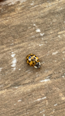 Harmonia axyridis