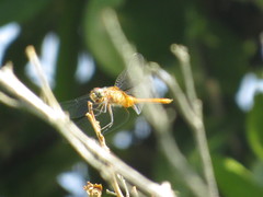 Brachymesia
