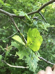 Crataegus