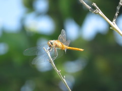 Brachymesia