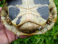 Testudo hermanni boettgeri