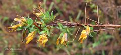 Genista berberidea
