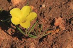 Oxalis flava flava