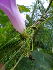 Ipomoea silvicola