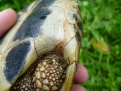 Testudo hermanni boettgeri