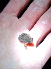 Cacosternum australis