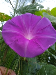 Ipomoea silvicola