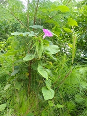 Ipomoea silvicola