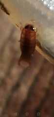 Cymothoida