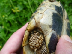 Testudo hermanni boettgeri
