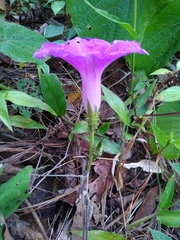 Ipomoea silvicola