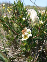 Diosma aspalathoides