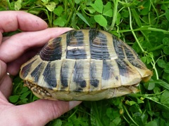 Testudo hermanni boettgeri