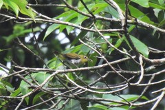 Zosterops simplex williamsoni