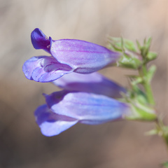 Penstemon speciosus