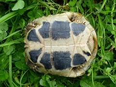 Testudo hermanni boettgeri