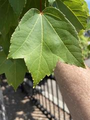 Acer rubrum