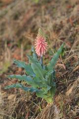 Veltheimia capensis