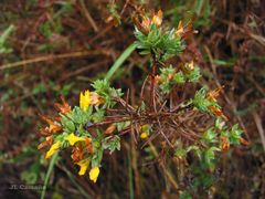Genista berberidea