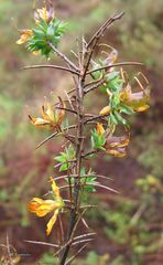 Genista berberidea