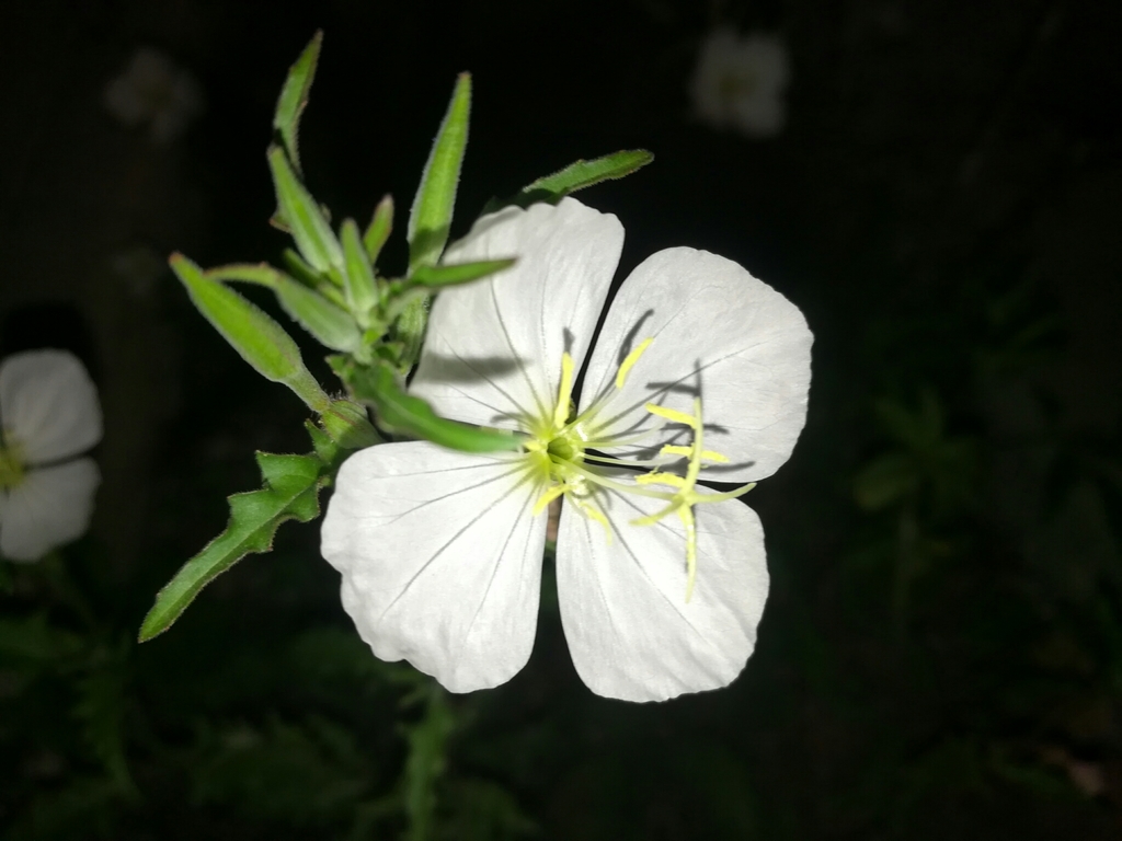 Oenothera sect. Leucocoryne