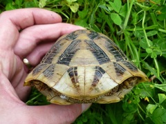 Testudo hermanni boettgeri