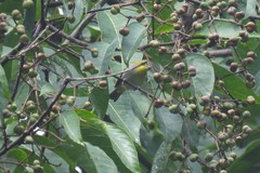 Zosterops simplex williamsoni