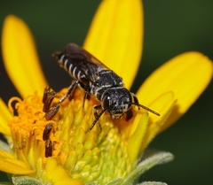 Cyrtocoelioxys