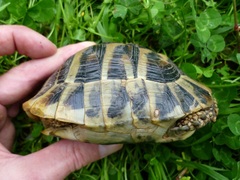Testudo hermanni boettgeri