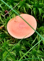 Lactarius vietus