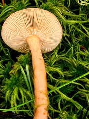 Lactarius vietus