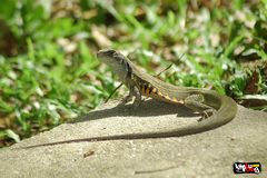 Leiolepis belliana