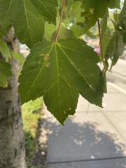 Acer rubrum
